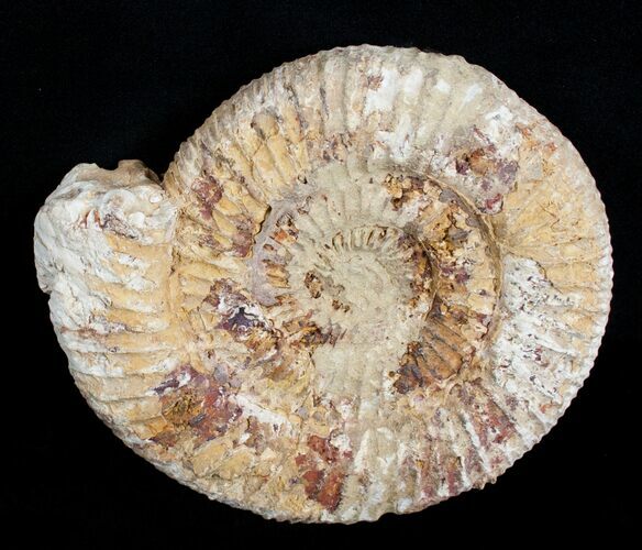 Inch Perisphinctes Ammonite - Jurassic #3754